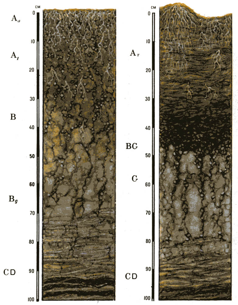 Морфологическое строение профиля аллювиальных (пойменных) луговых почв